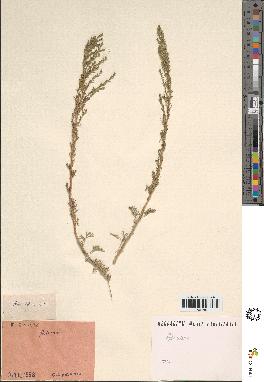 spécimen de Artemisia sp.