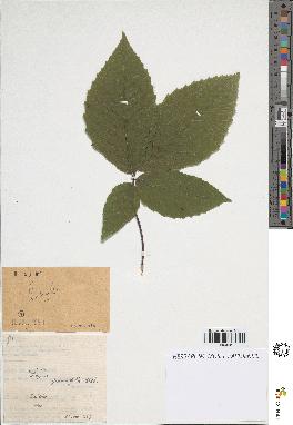 spécimen de Fagus grandifolia
