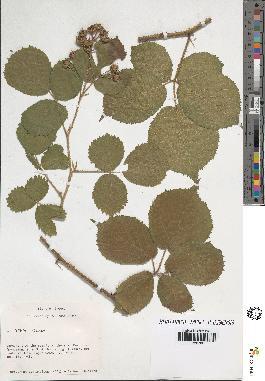 spécimen de Rubus sp.