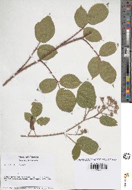 spécimen de Rubus sp.