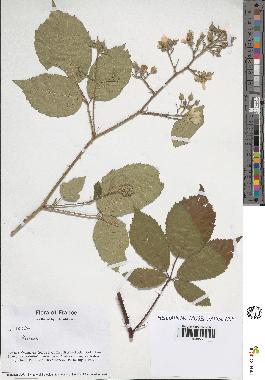 spécimen de Rubus sp.