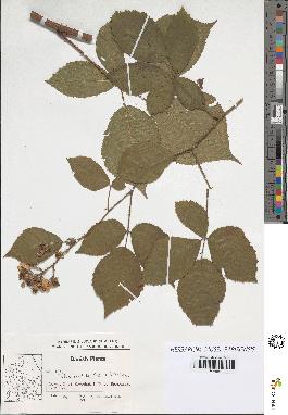 spécimen de Rubus radula