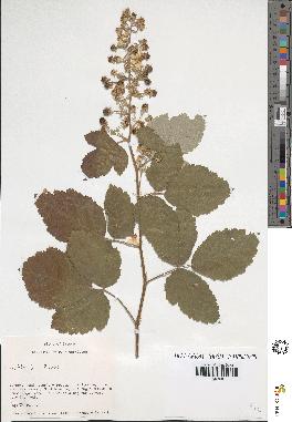 spécimen de Rubus sp.