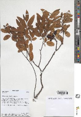 spécimen de Xylopia sp.