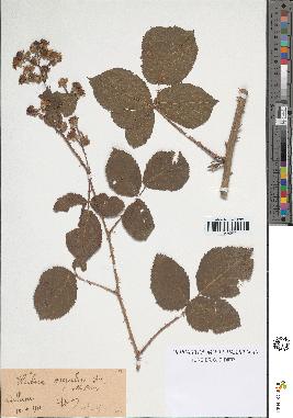 spécimen de Rubus omalus