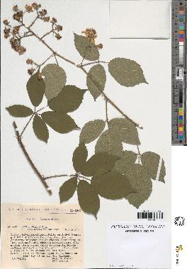 spécimen de Rubus omalus