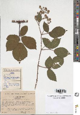 spécimen de Rubus omalus