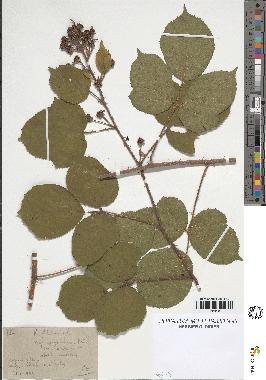 spécimen de Rubus foliosus