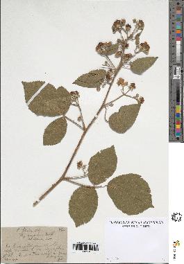 spécimen de Rubus foliosus