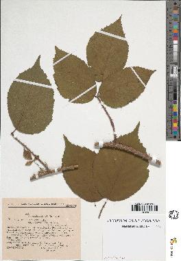 spécimen de Rubus sp.