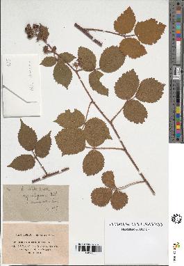 spécimen de Rubus sp.