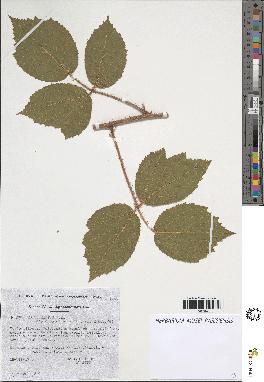 spécimen de Rubus sp.