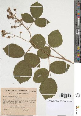spécimen de Rubus sp.
