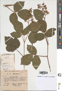spécimen de Rubus sp.