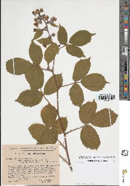 spécimen de Rubus sp.