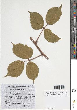 spécimen de Rubus sp.