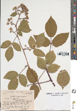 spécimen de Rubus sp.