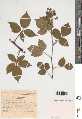 spécimen de Rubus sp.