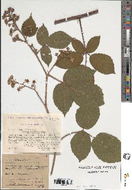 spécimen de Rubus sp.
