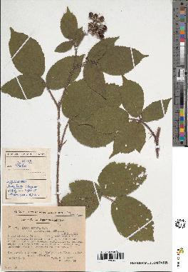 spécimen de Rubus sp.