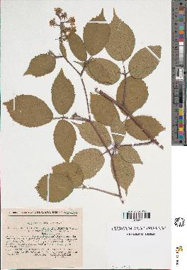 spécimen de Rubus sp.