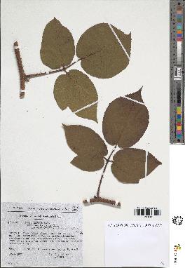 spécimen de Rubus sp.