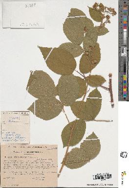 spécimen de Rubus sp.