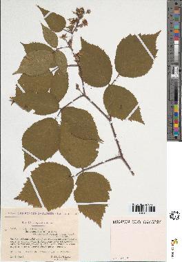spécimen de Rubus sp.