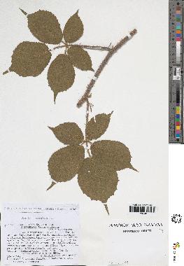 spécimen de Rubus sp.