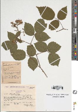 spécimen de Rubus sp.