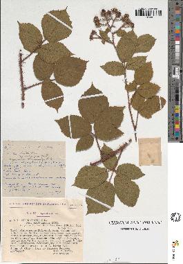 spécimen de Rubus sp.