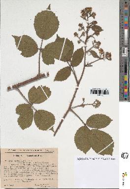 spécimen de Rubus sp.
