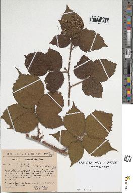 spécimen de Rubus sp.