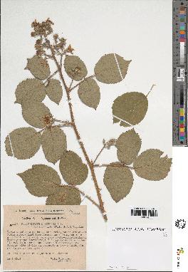 spécimen de Rubus sp.