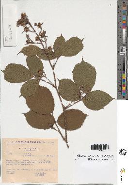 spécimen de Rubus sp.