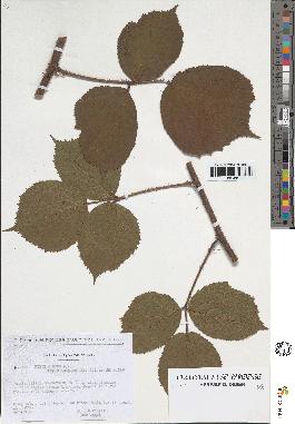 spécimen de Rubus sp.