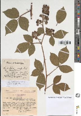spécimen de Rubus sp.