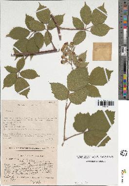 spécimen de Rubus sp.