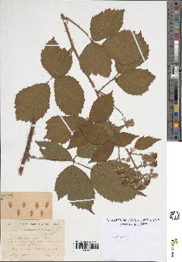 spécimen de Rubus sp.
