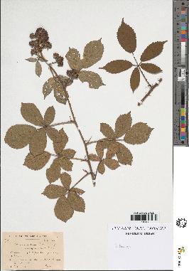 spécimen de Rubus sp.