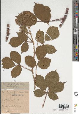 spécimen de Rubus sp.