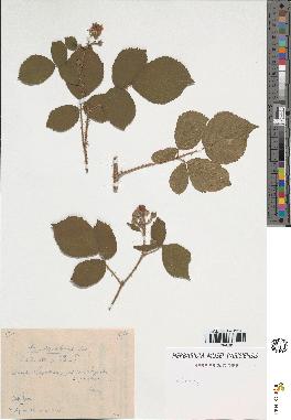 spécimen de Rubus sp.