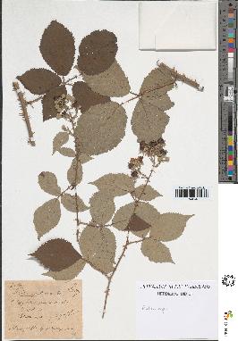 spécimen de Rubus sp.