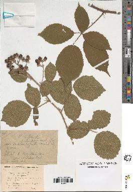 spécimen de Rubus hebecaulis