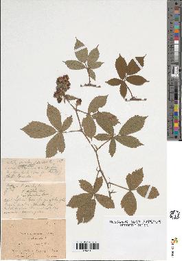 spécimen de Rubus granulatus