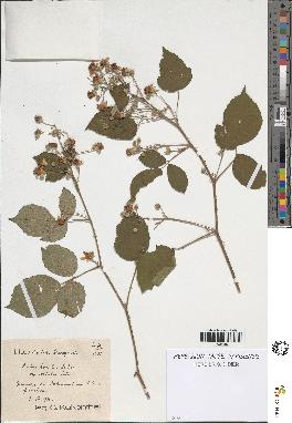 spécimen de Rubus omalus