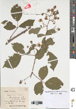 spécimen de Rubus omalus