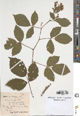 spécimen de Rubus omalus