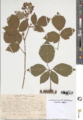 spécimen de Rubus omalus