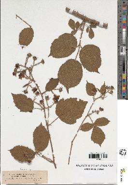 spécimen de Rubus sp.